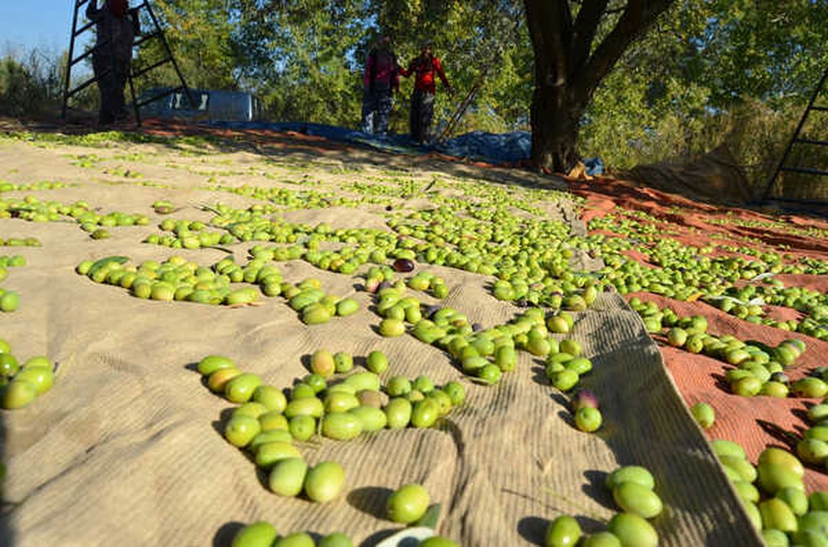 Zeytinyağından Sonra Sofralık Zeytin İhracatı Artışa Geçti