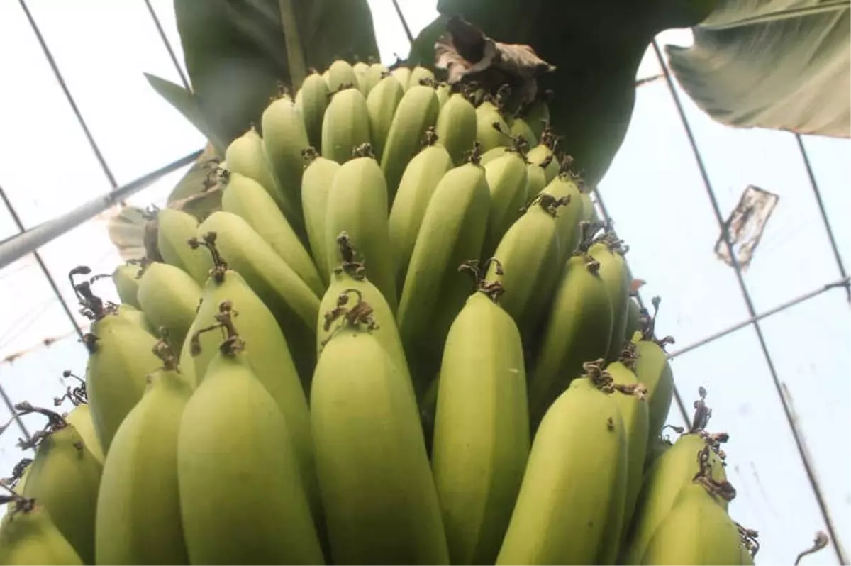 Anamur\'da Çiçek Muz Sezonu Başladı