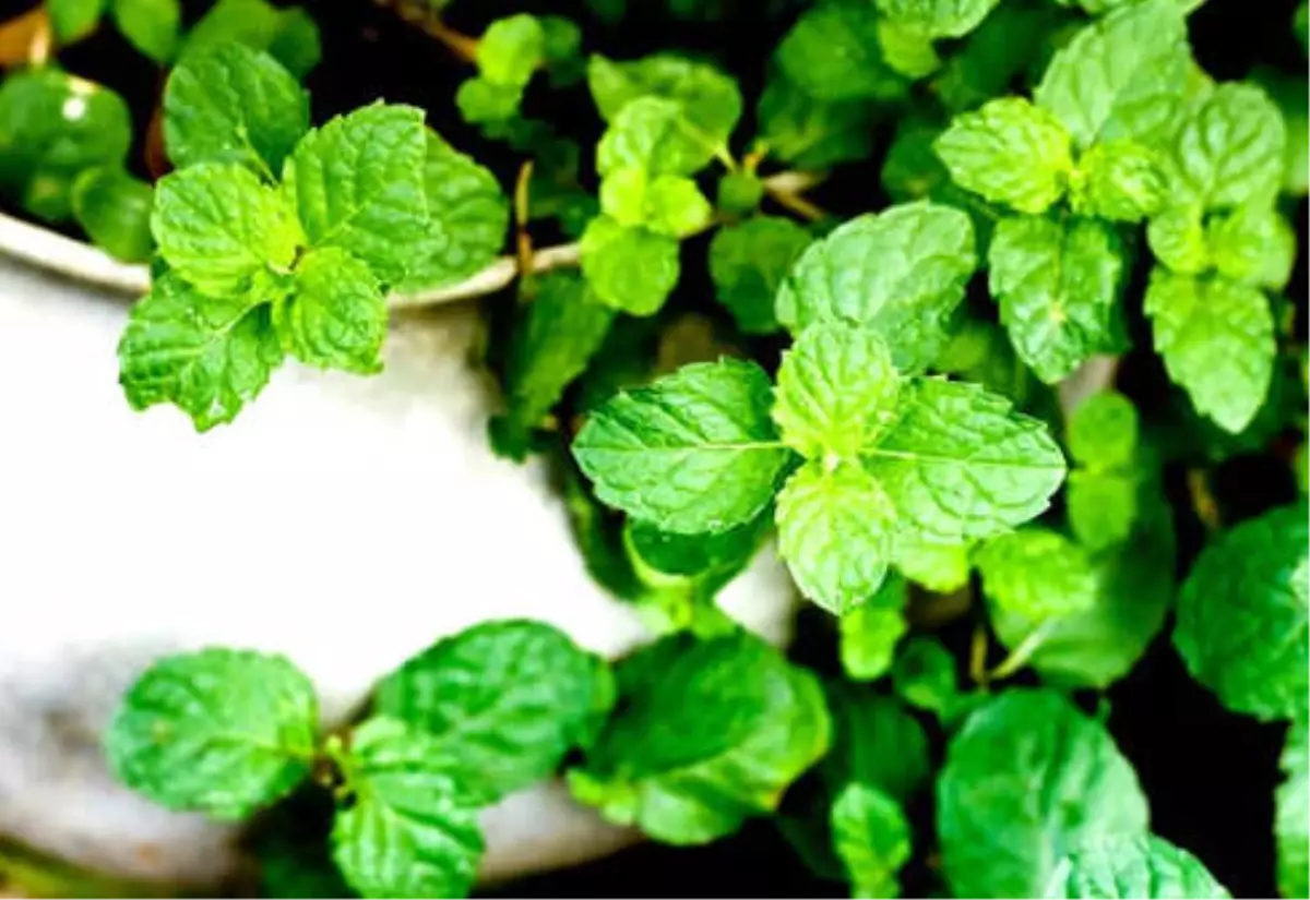 Saksıda Nane Nasıl Yetiştirilir?