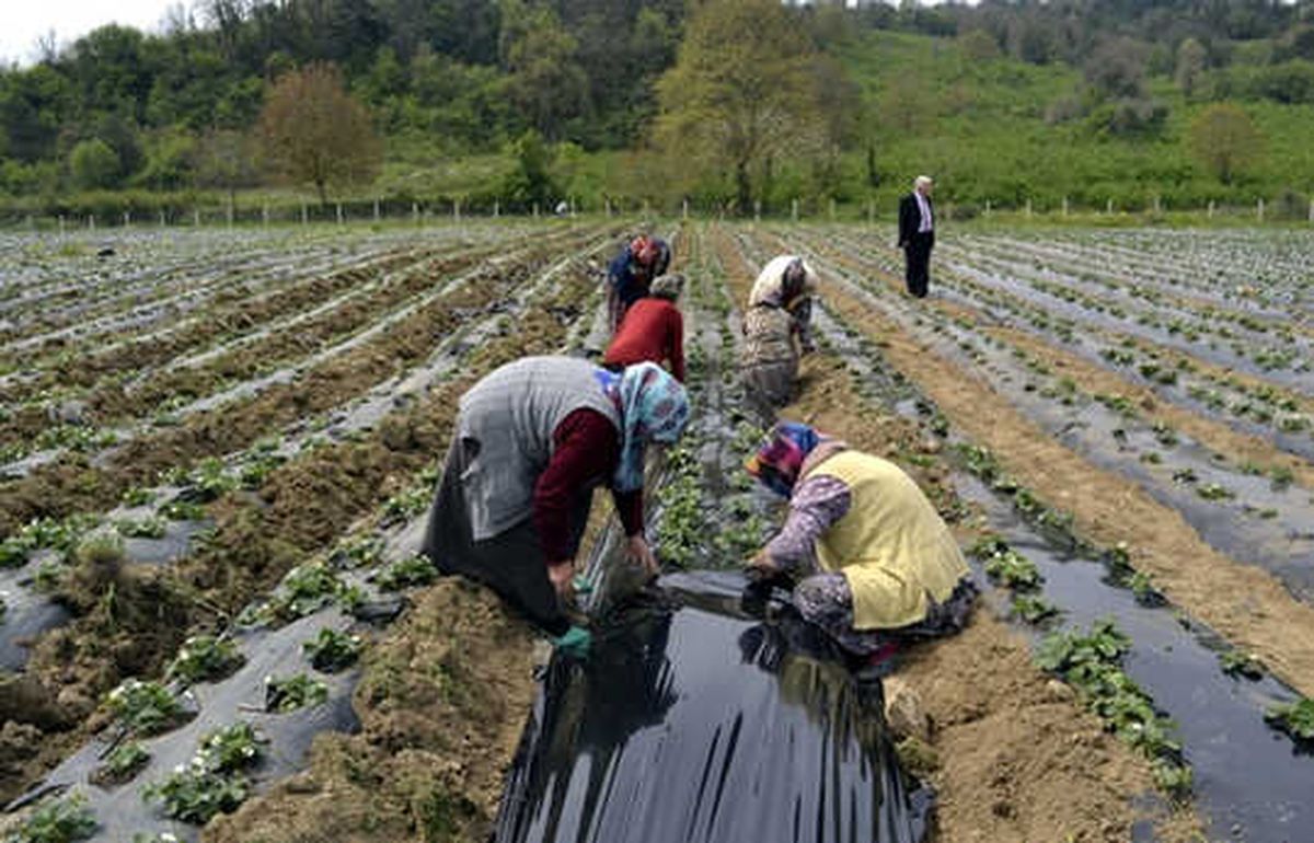 Islah Edilen \'Çöplük\'te 40 Çeşit Meyve Sebze Yetiştiriliyor