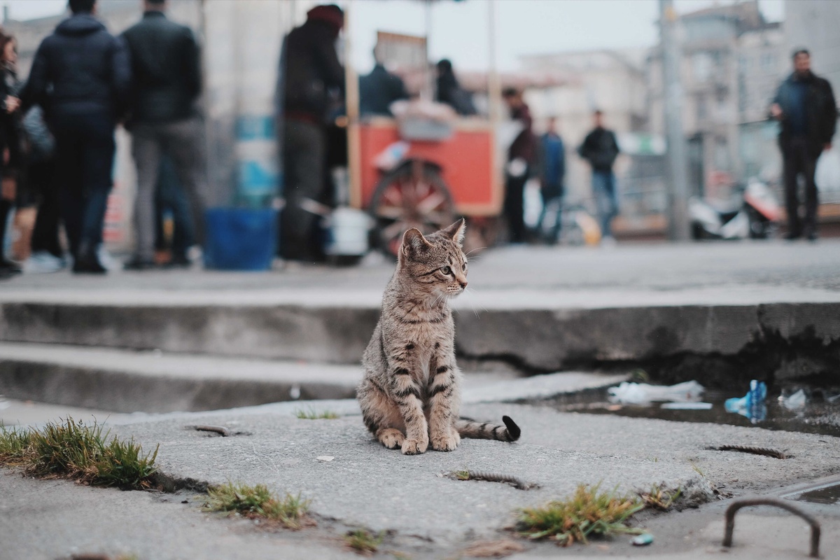 İstanbul\'un Efsanevi Kedilerinin Artık Bir Dükkanı Var