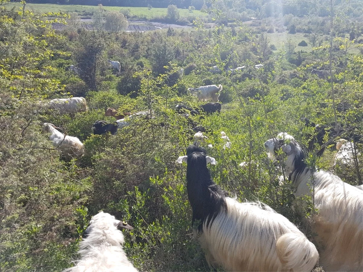 Kurnaz\' Çoban Keçileri Zurna ile Otlatıyor