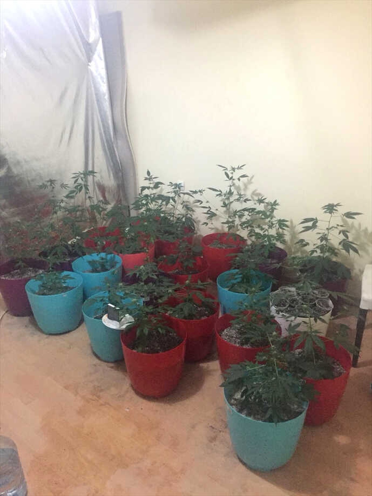 Saksıda Kenevir Yetiştiren Kişi Tutuklandı