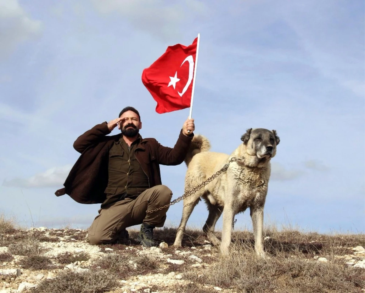 Türk Kangalı, ABD\'nin Aslanına Karşı