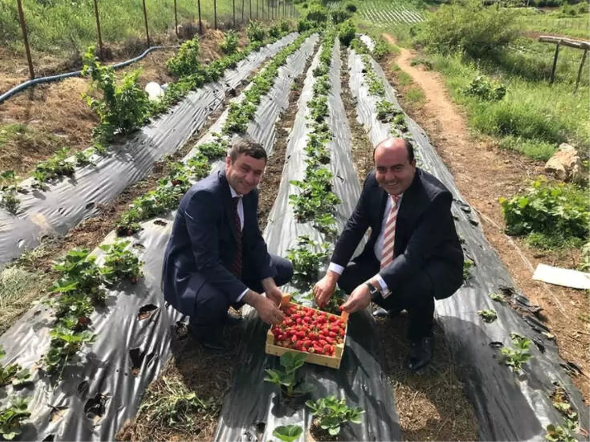 Başkan Uçar, Çilek Tarlalarında İncelemelerde Bulundu