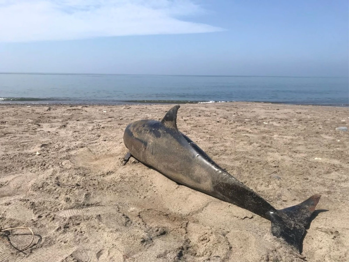 Düzce\'de Sahilde Ölü Yunus Balığı Bulundu
