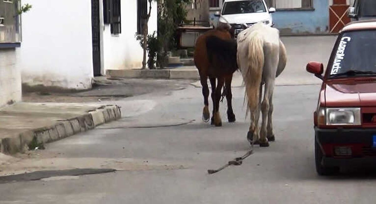 İplerinden Kurtulan Atlar Trafiğe Daldı