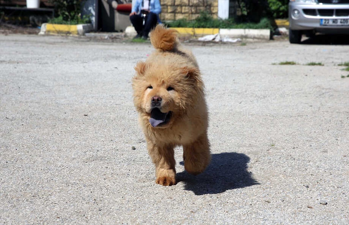 Kaçak Yavru Köpekler" İçin İhale Yapıldı