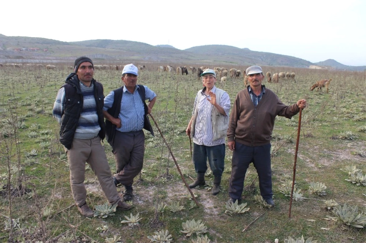 Kütahyalı Çobanlar Eşlerine Sigorta Desteği İstiyor