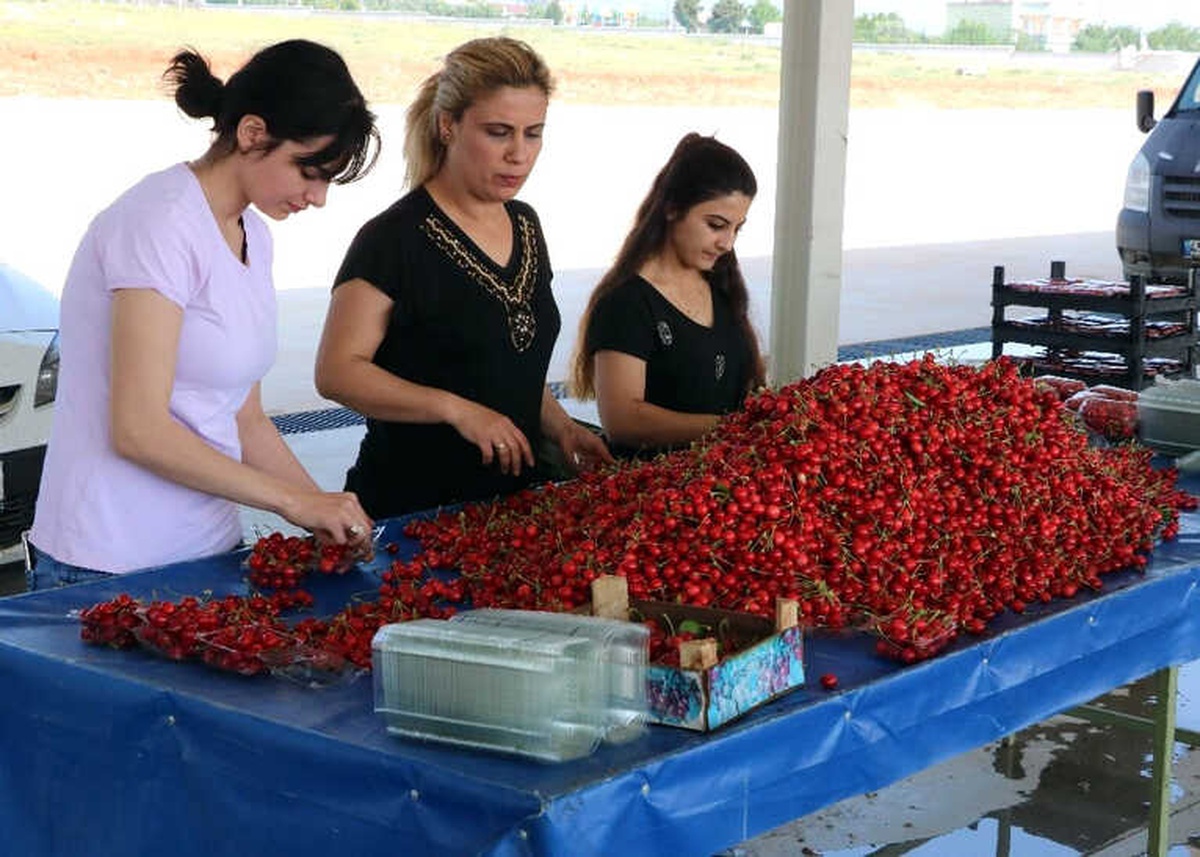 Manisa Kirazı Pazardaki Yerini Aldı