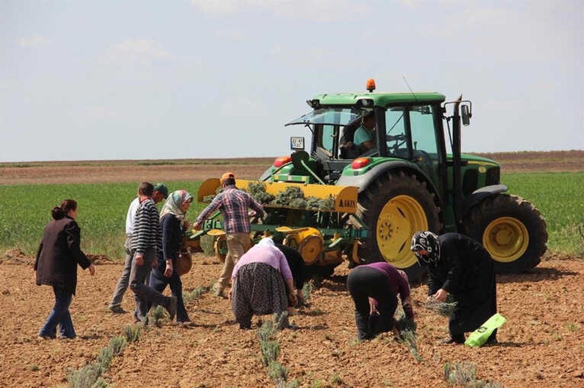 Trakyalı Kadıların Yeni Gözdesi: Lavanta