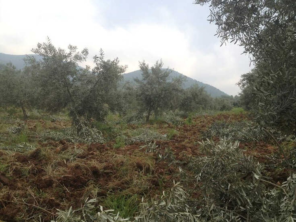 Zeytin Üreticilerine İlaçlama Uyarısı