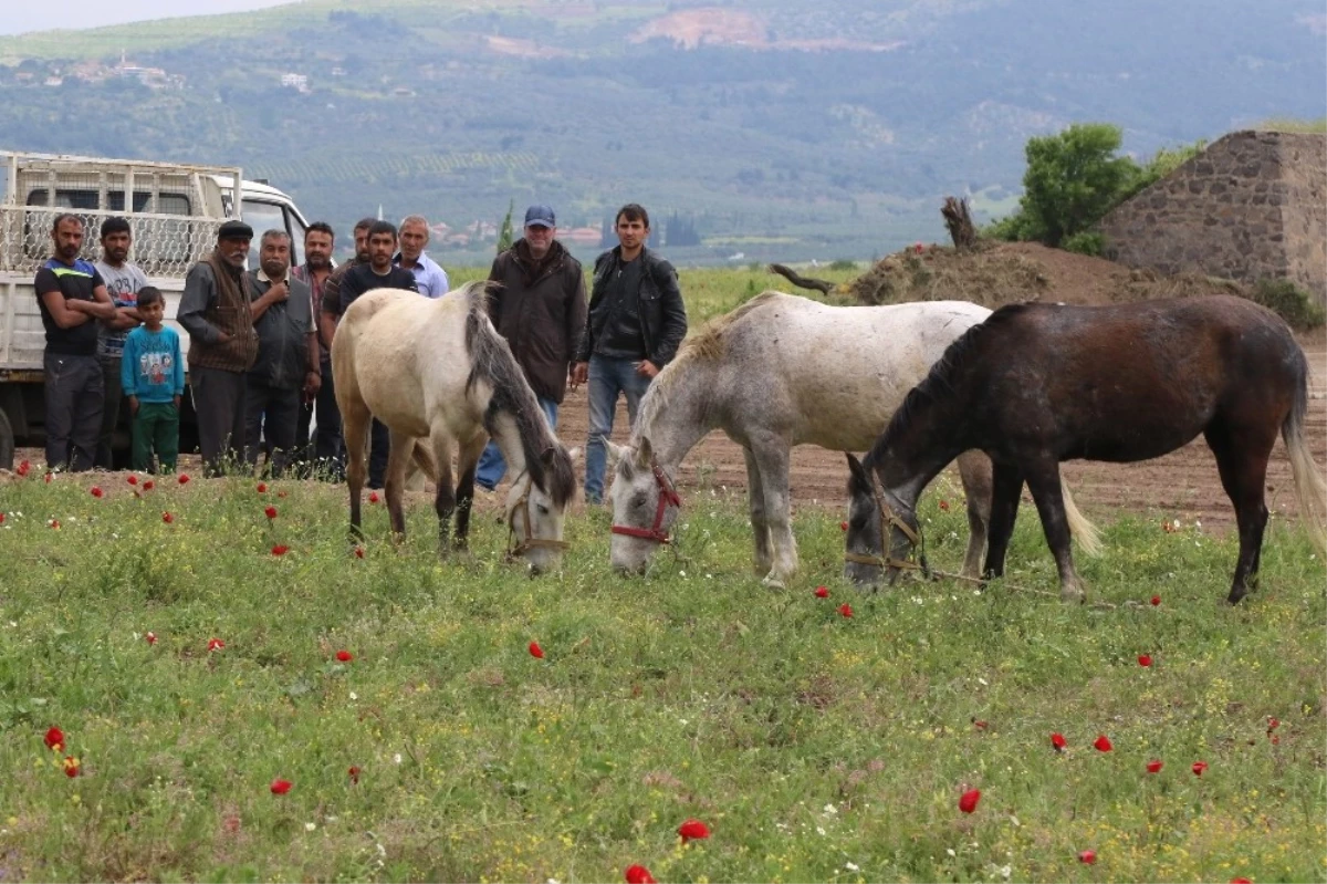Akhisar\'da İlk Kez At Panayırı Düzenleniyor