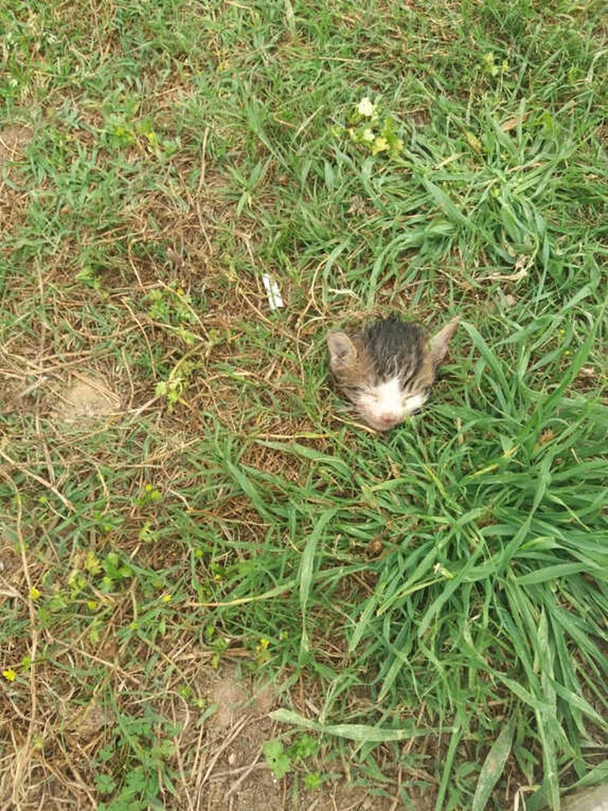 Alanya\'da Kedi Vahşeti