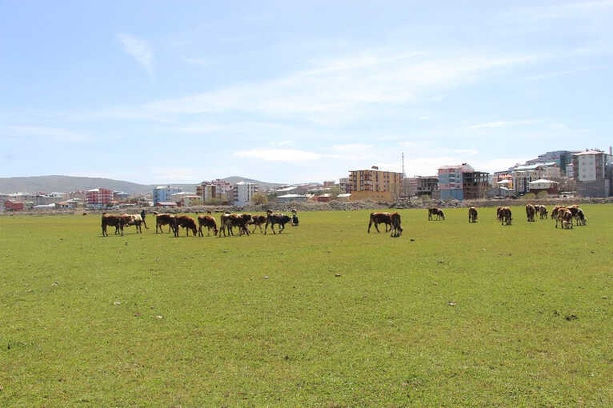 Ardahan\'da Çiftçiyi Kuraklık Korkusu Sardı