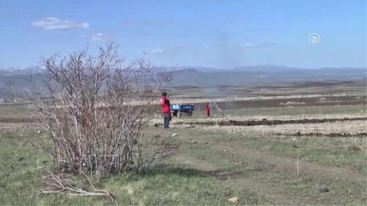 Asırlık Kırmızı Buğday Yeniden Toprakla Buluştu