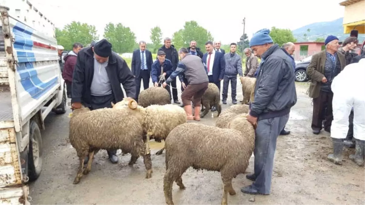 Devrek\'te Çiftçilere Küçükbaş Hayvan Dağıtımı Yapıldı