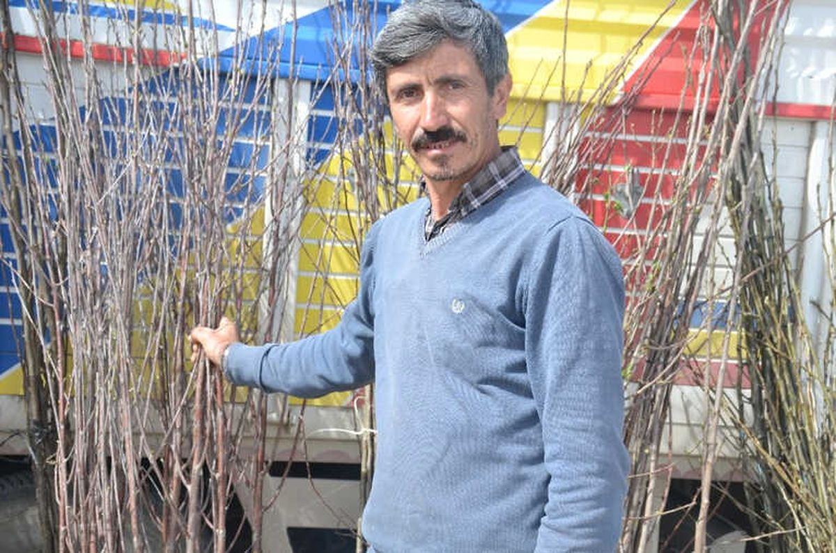 En Çok Satılan Fidan Ceviz