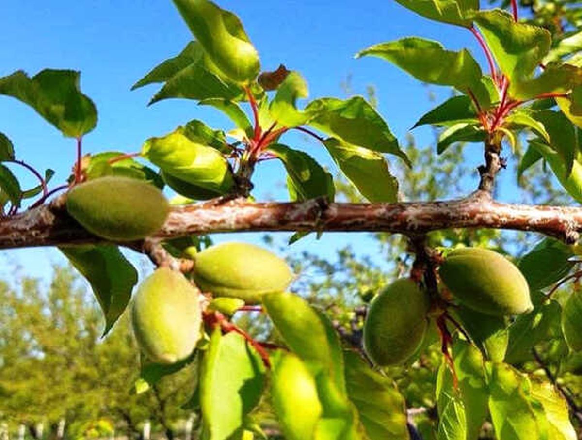 Meteorolojiden Kayısı Üreticilerini Tedirgin Eden Uyarı