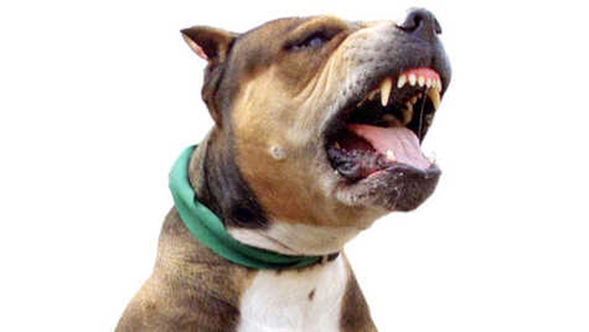 Berlin\'de İki Türke Pitbull\'lu Saldırı