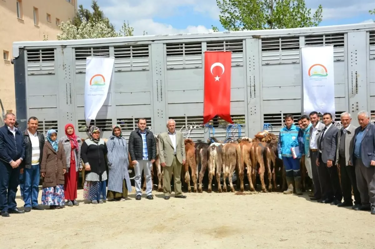 Hisarcık\'ta Genç Çiftçilere Düve Dağıtımı