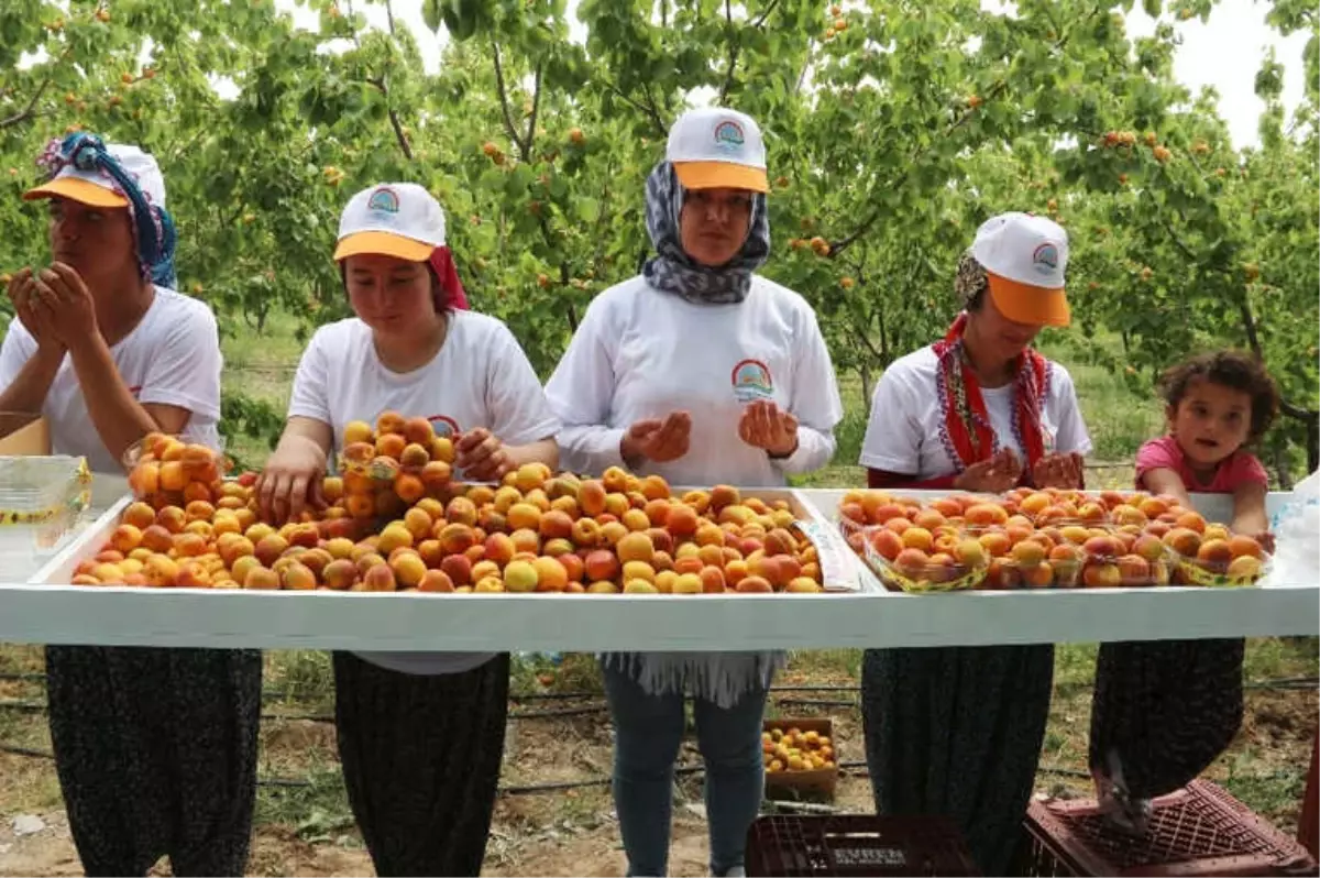 Mersin\'in Mut İlçesi 70 Bin Ton Kayısı İhracatı Hedefliyor