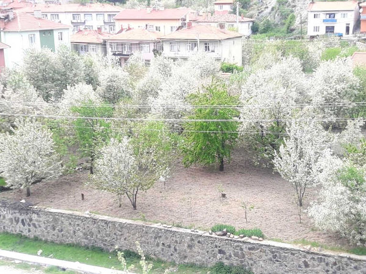 Şaphane\'de Renk Cümbüşü