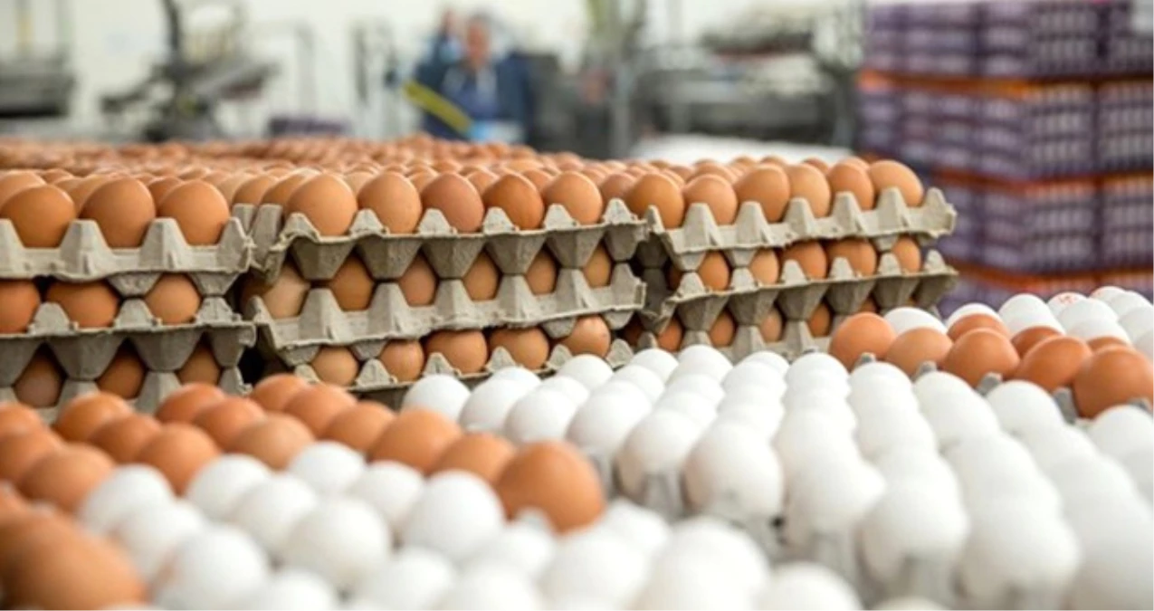 Organik Yumurta Hilesini Bitirecek Uygulama Hayata Geçti