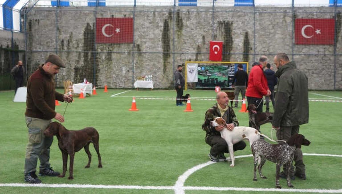 Trabzon\'da Uluslararası Köpek Irkları Yarışması