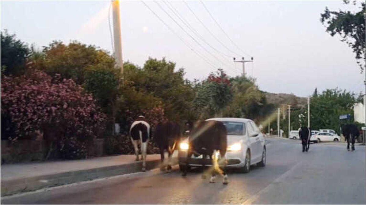 Bodrum\'da Hindistan\'ı Aratmayan Görüntüler