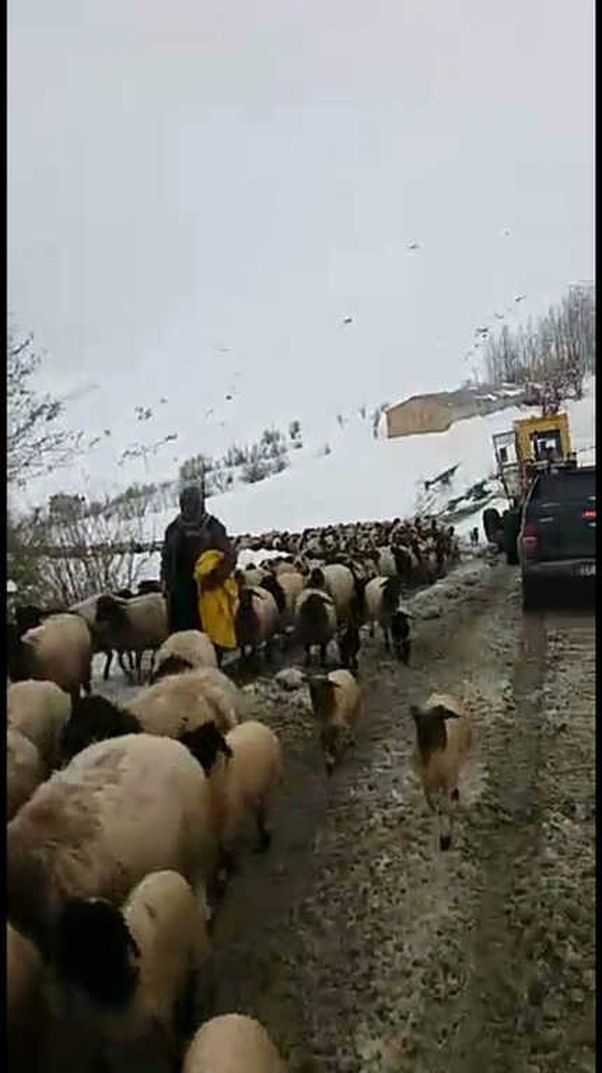 Dağda Mahsur Kalan 8 Çoban ve 2 Bin Koyun Kurtarıldı