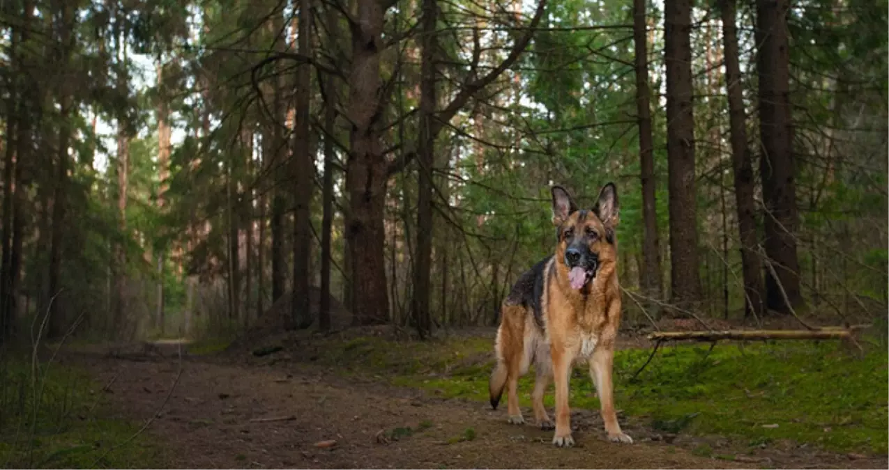 Kayıp Küçük Kız Engelli Köpeği Sayesinde Bulundu