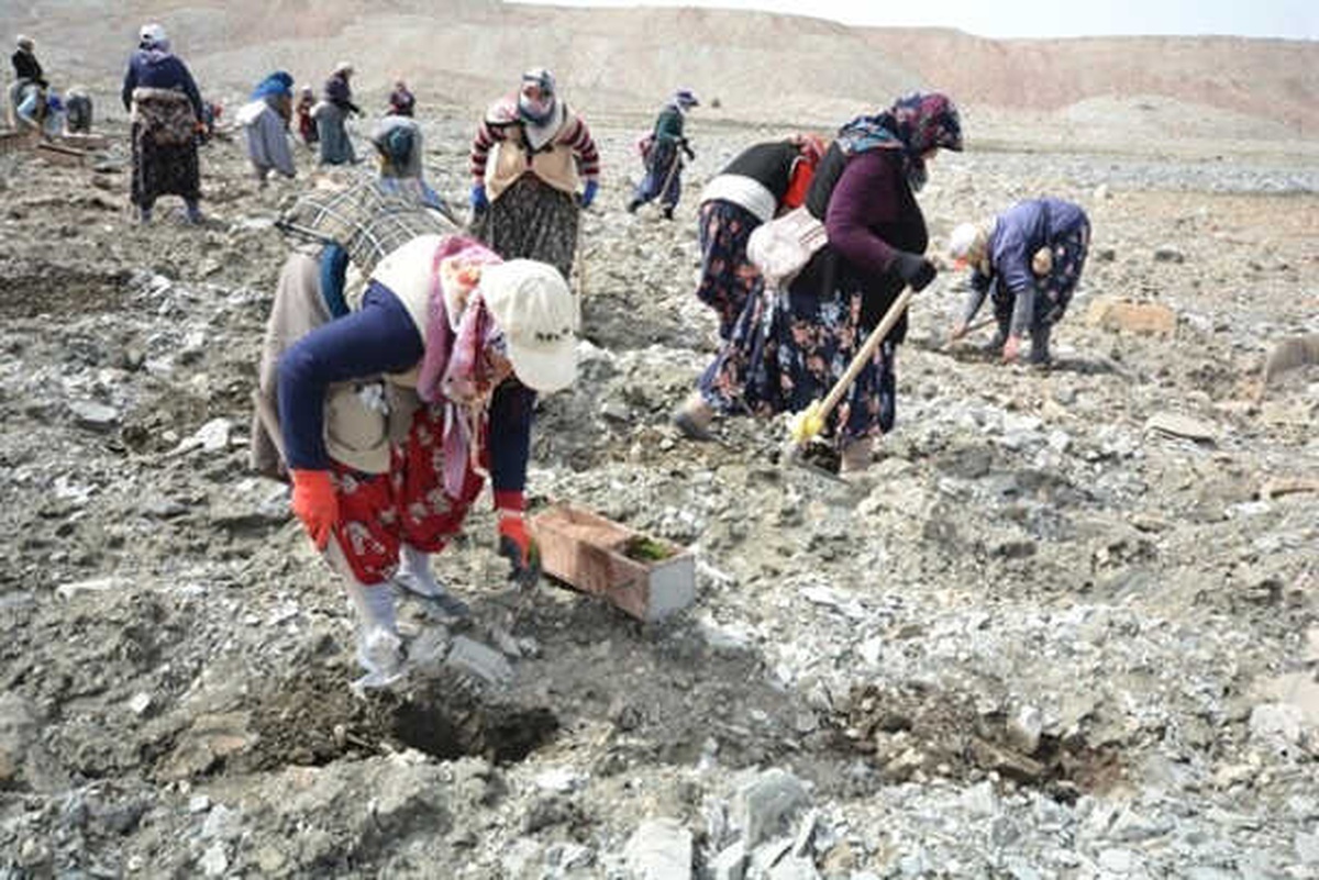 Kütahya\'da Maden Sahaları Yeniden Yeşille Buluşuyor
