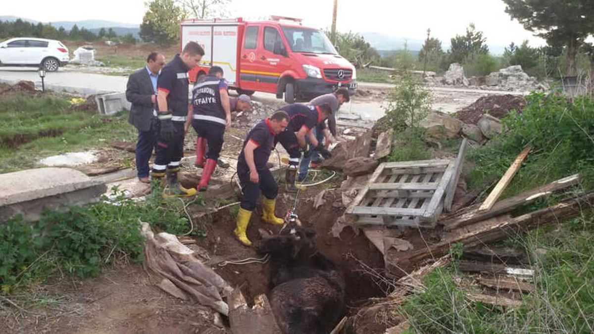Lağım Çukuruna Düşen İneği İtfaiye Kurtardı
