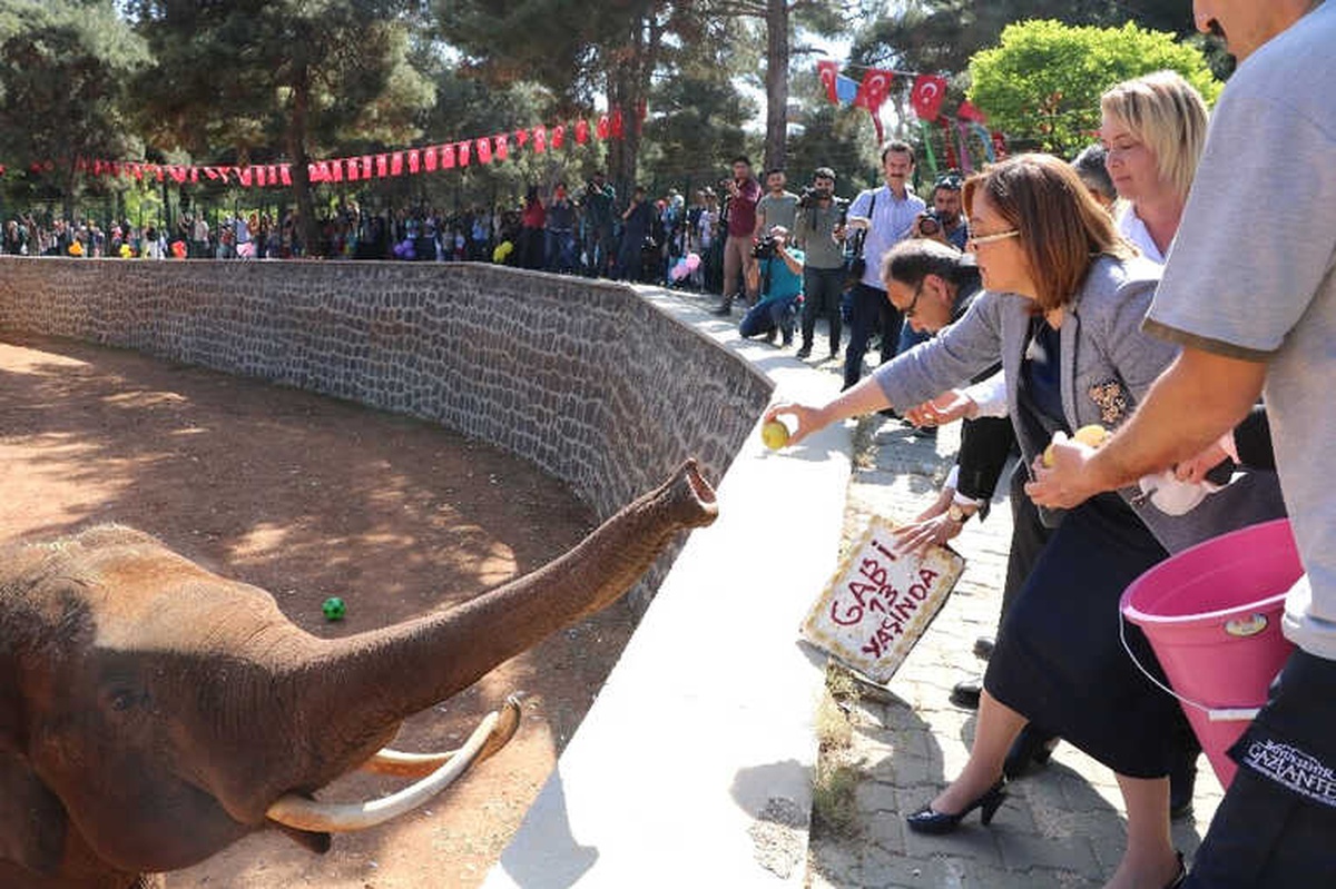 Tüp Bebek Fil İçin Doğum Günü Sürprizi