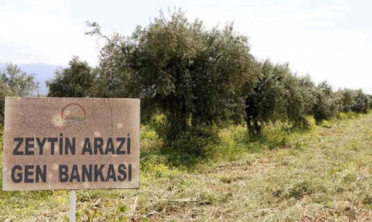 Zeytin Çeşitlerine "Gen Bankası" Güvencesi