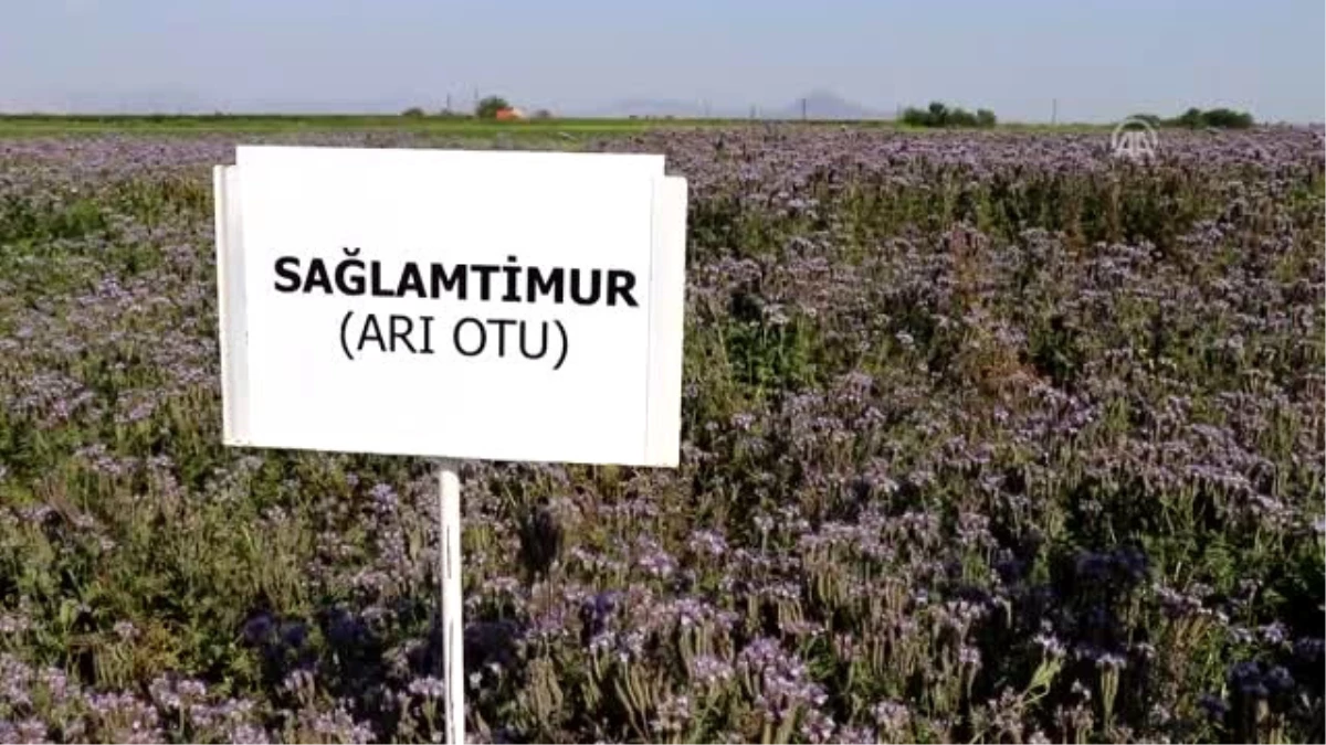 Arı Otu Bitkisiyle Ölümlerin Önüne Geçilecek