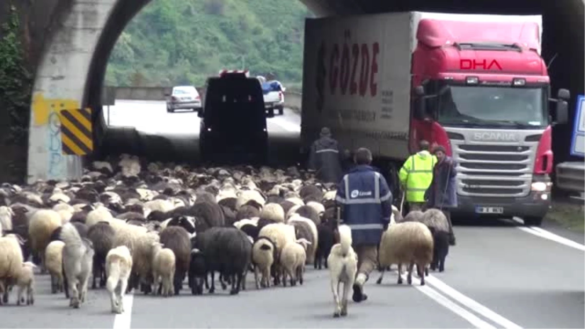 Artvin-Koyun Sürüsü ile Karayoluna Girdi, Trafik Karıştı-Hd