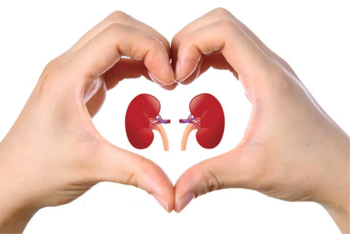 Böbrek Sağlığını Korumak İçin 10 Altın Öneri
