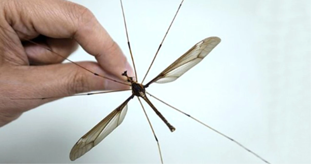 Çin\'de Dev Sivrisinek Bulundu