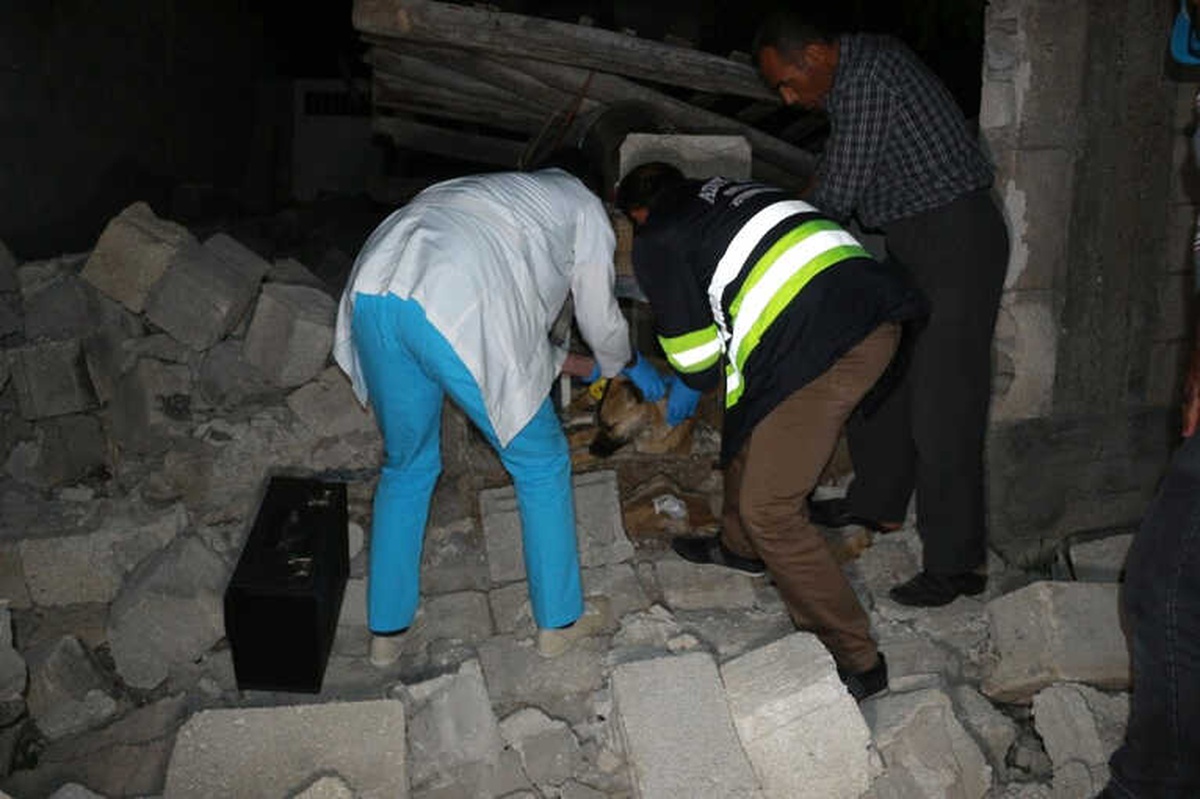 Enkaz Altında Kalan Köpek 16 Saat Sonra Çıkarıldı