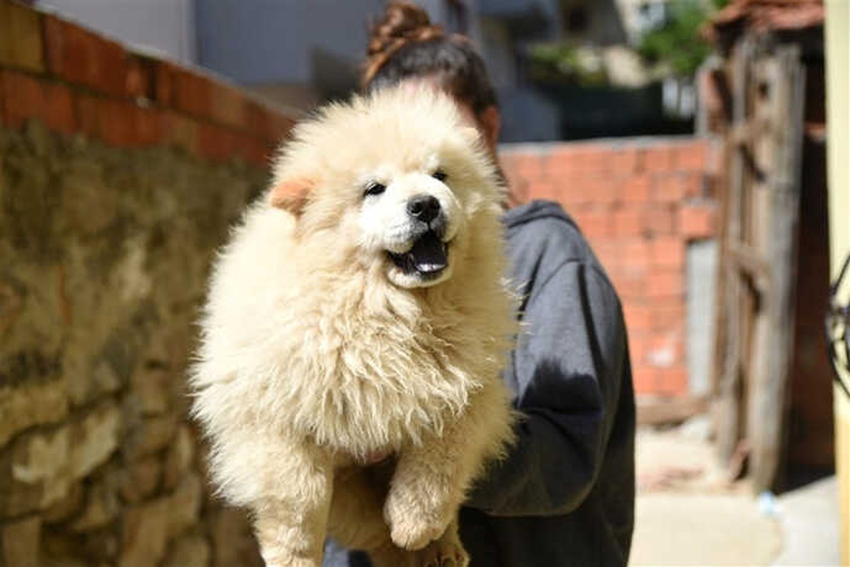 Gümrük Kaçağı Yavru Köpekler İhale ile Satılacak
