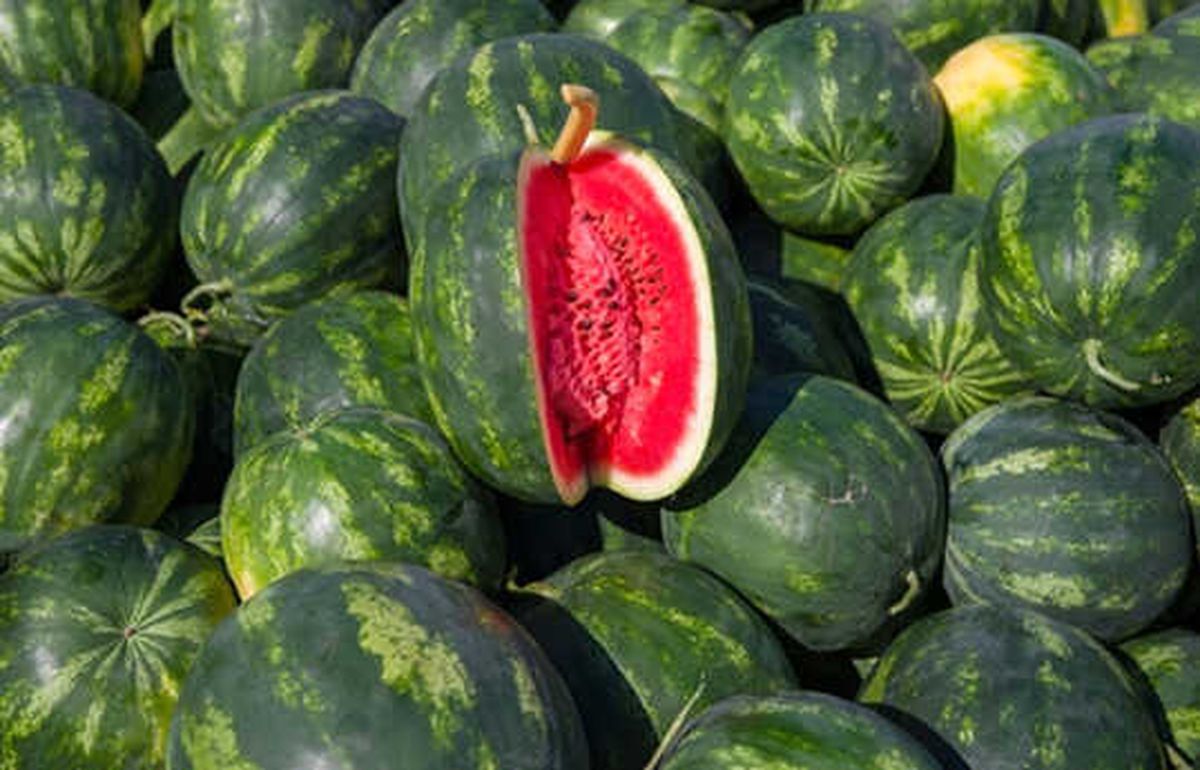 İlk Karpuz Hasadı Antalya\'da Başladı