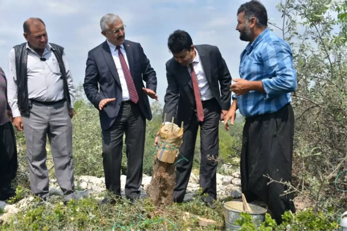 Mersin\'de Deliceler Aşılanarak Ülke Ekonomisine Kazandırılıyor