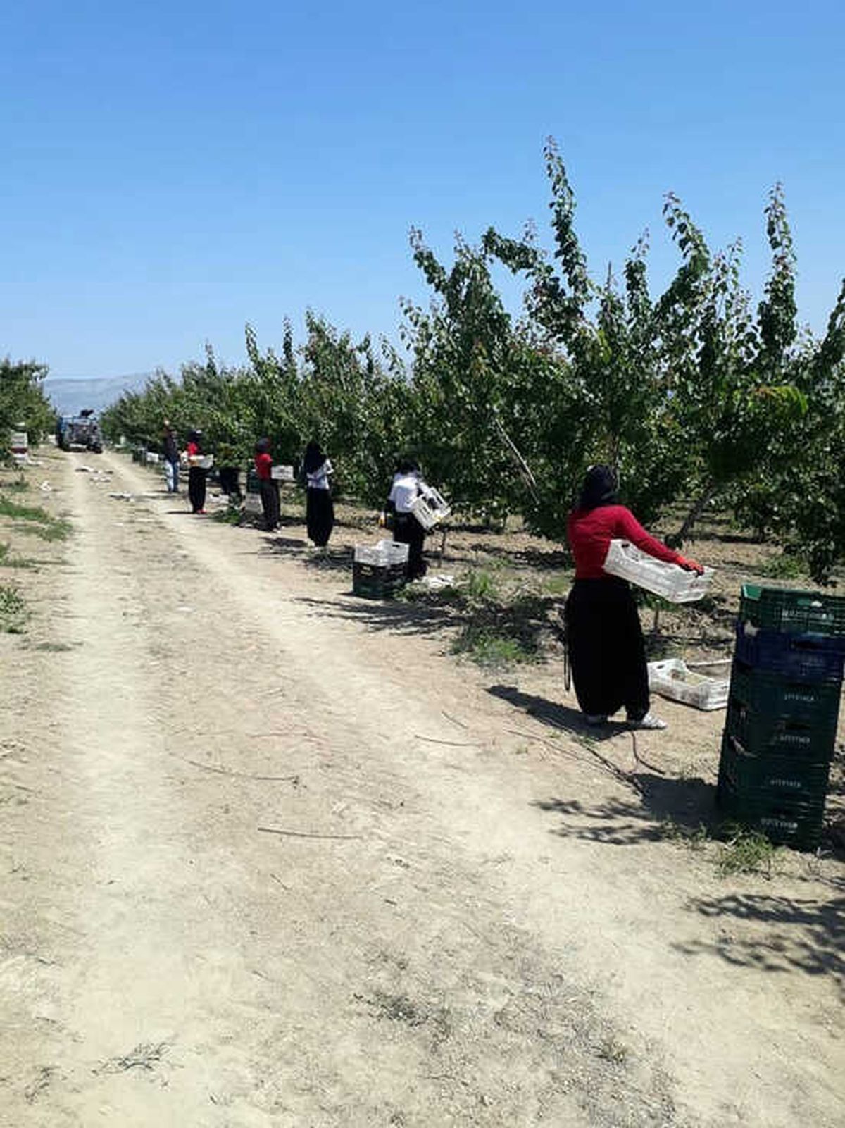 Reyhanlı\'da Kayısı Hasadı Başladı
