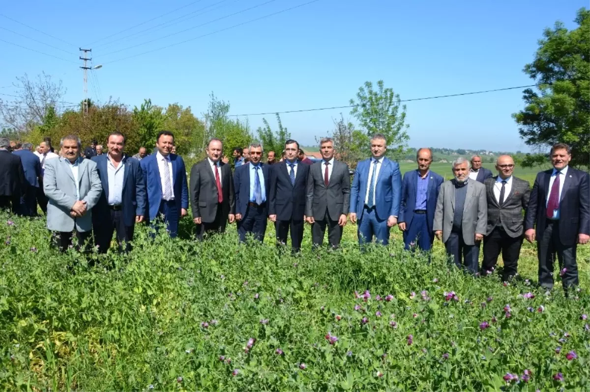 19 Mayıs\'ta Yem Bezelyesi Tarla Günü