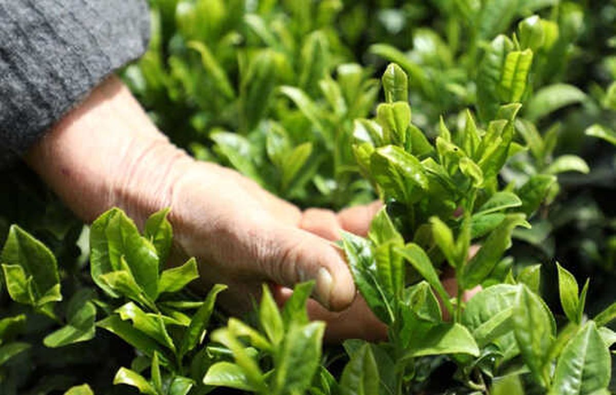 2018 Yılı Yaş Çay Alım Kampanyası Başladı