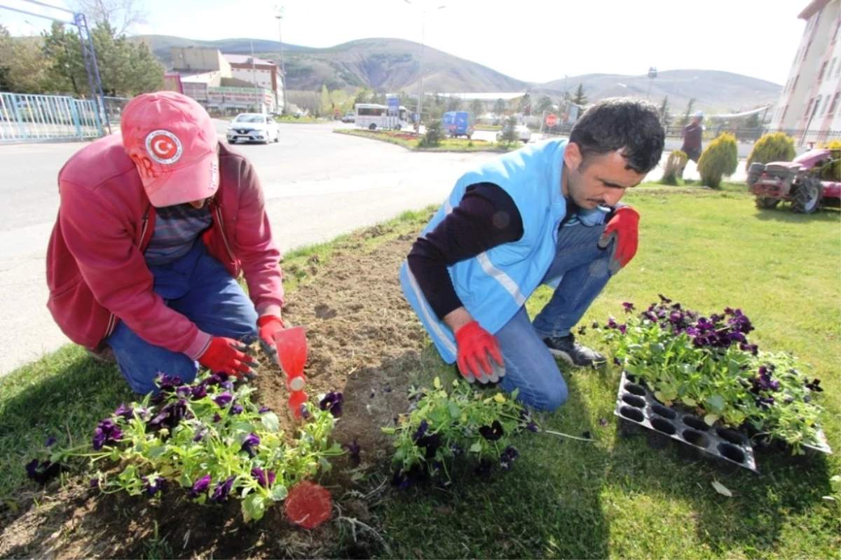 Bayburt\'ta 80 Bin Adet Menekşe ve Lale Soğanı Toprakla Buluştu