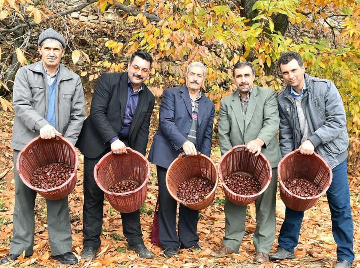 Büyükşehir\'den Kestane Üreticisine Hayati Destek