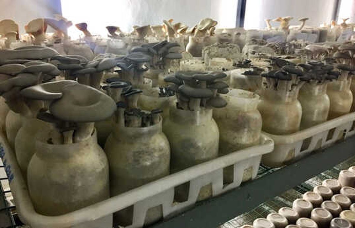 Güney Kore\'nin Şişe Kültürü ile Mantar Üretimi 5 Kat Artırılacak